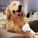 Cepillo Secador 2 en 1 para perros y gatos + Envío gratis 🎁